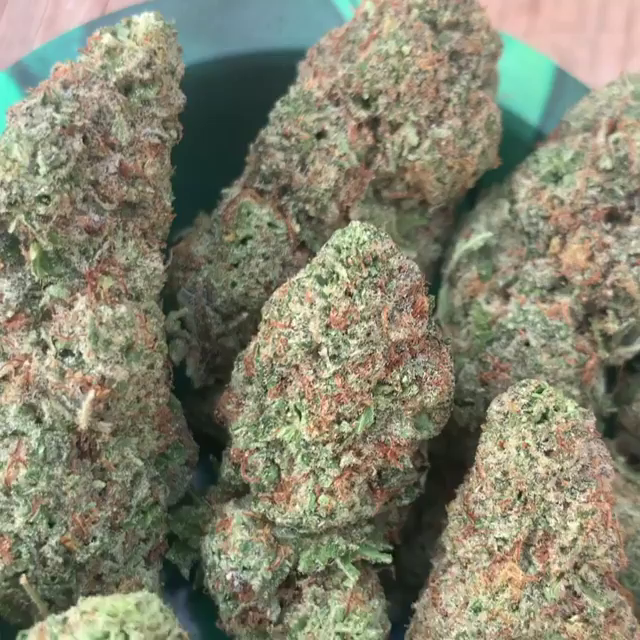 Mimosa_1