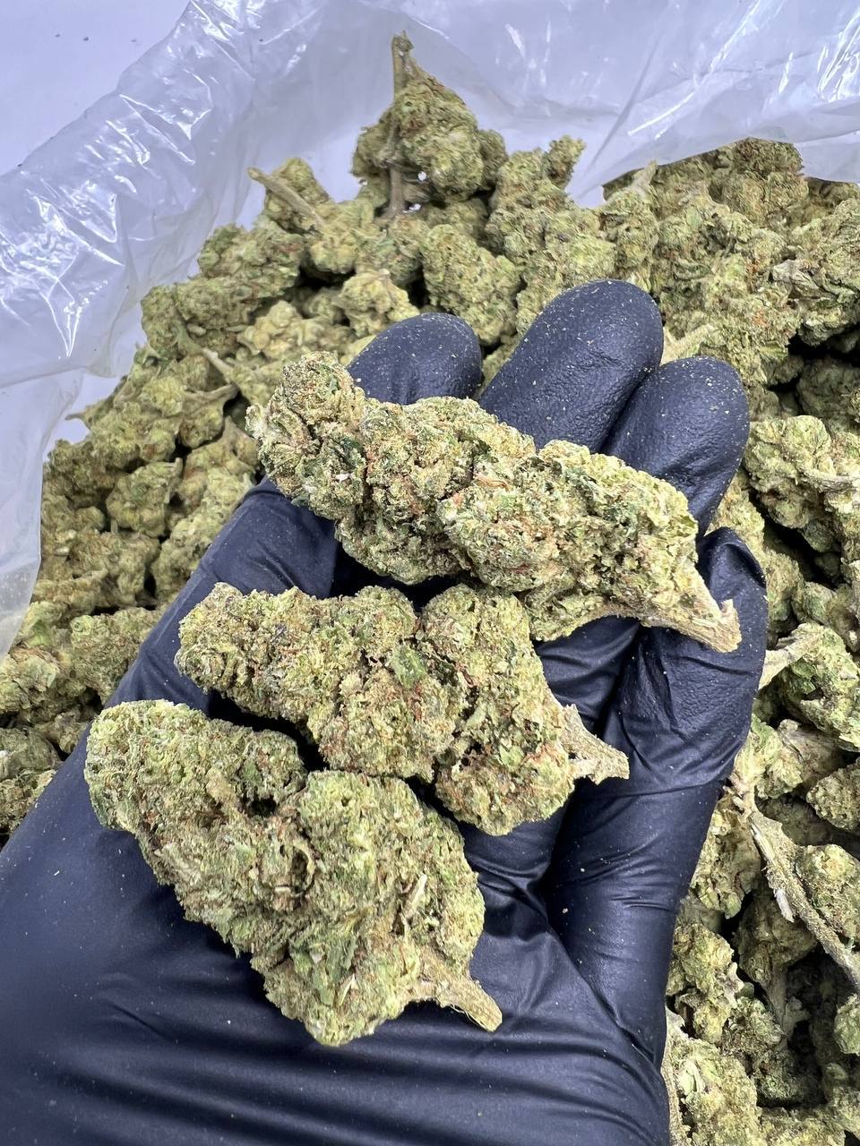 BANANA CREAM1